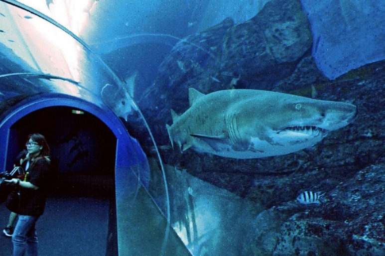 SEA海洋馆新物种虎鲨.jpg